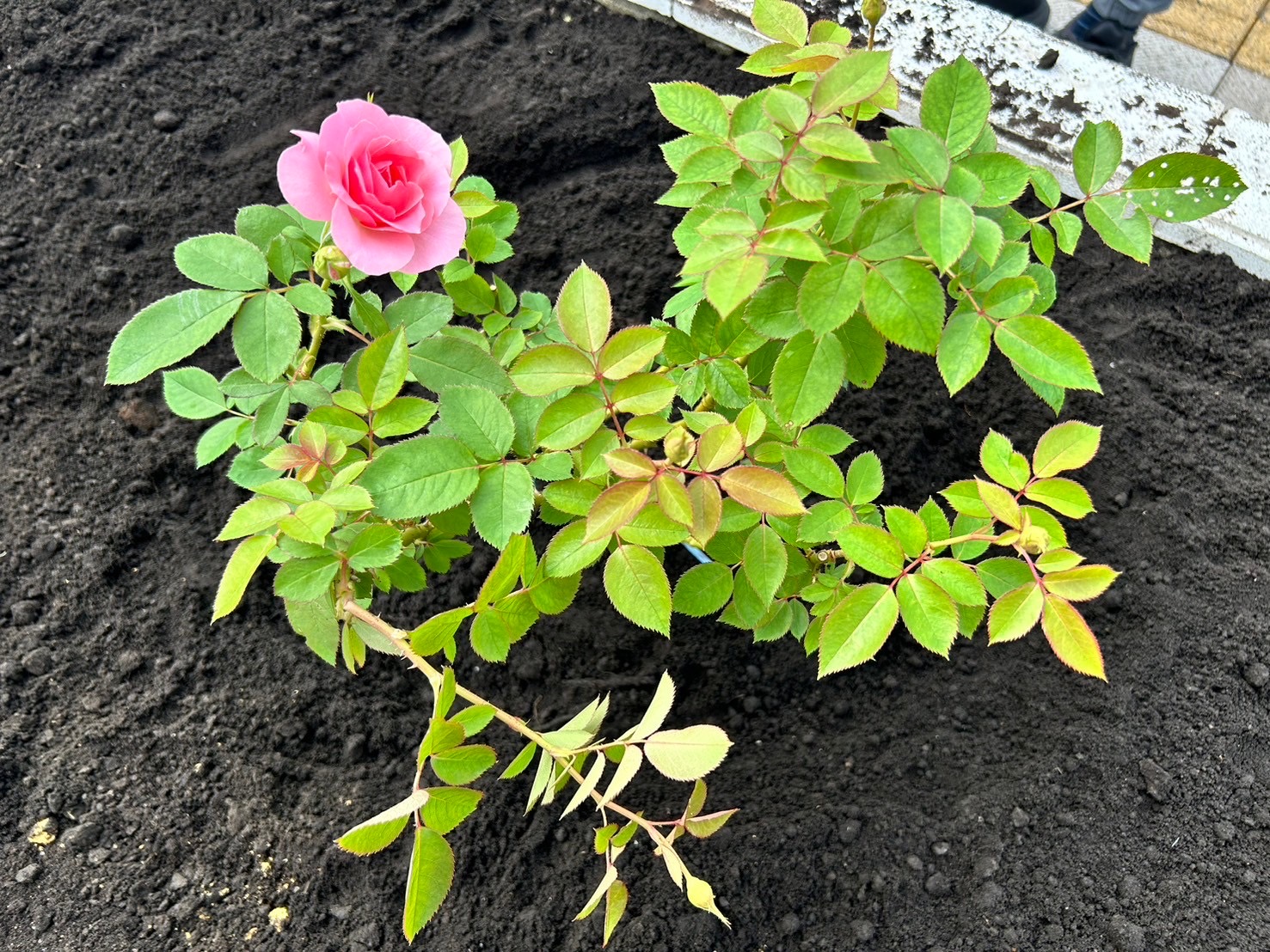 【中古】 バラの花咲く家 00000038_eye_catch.jpg?1745564027